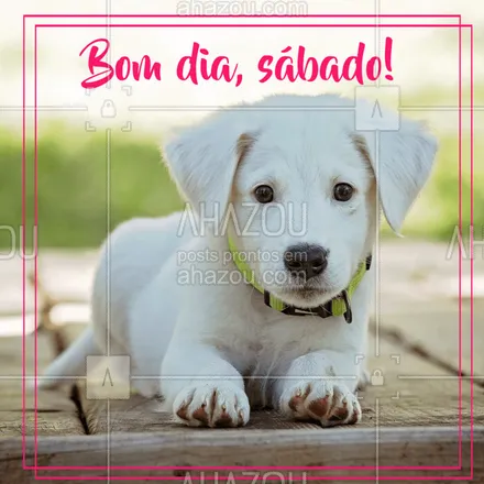 posts, legendas e frases de assuntos variados de Pets para whatsapp, instagram e facebook: Bom dia, alegria! Que tenhamos um dia repleto de sorrisos e carinhos. 
#pet #animals #ahazoupet #sabado
