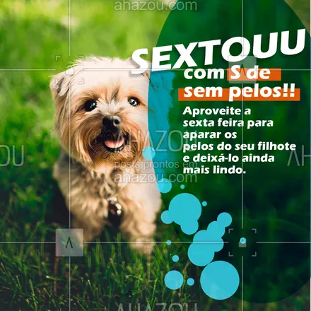 posts, legendas e frases de assuntos variados de Pets para whatsapp, instagram e facebook: Sexta-feira é dia de se preparar para a diversão do final de semana, agende agora mesmo a tosa do seu peludo e se livre dos pelos no final de semana. 
 #AhazouPet  #cats #ilovepets #dogs #petlovers