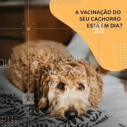 posts, legendas e frases de veterinário para whatsapp, instagram e facebook: Chegou a hora de você colocar as vacinas do seu cachorro em dia, venha vacinar seu bichinho. #Cachorro #Ahazou #Vacinacao 
