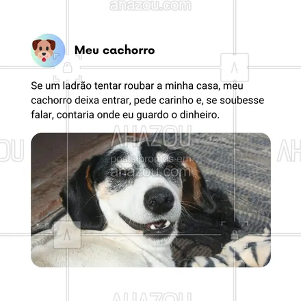 posts, legendas e frases de dog walker & petsitter, veterinário, petshop, assuntos variados de Pets para whatsapp, instagram e facebook: Se um ladrão tentar roubar minha casa, meu cachorro não só deixa entrar, como ainda pede carinho e, se pudesse falar, entregava até onde eu guardo o dinheiro! 🐕‍🦺🤣 Alguém mais tem um segurança desse tipo? 😂

#AhazouPet #CachorroTraíra #SegurançaZero #HumorCanino #VidaComCachorro #MelhorAmigoDoLadrão