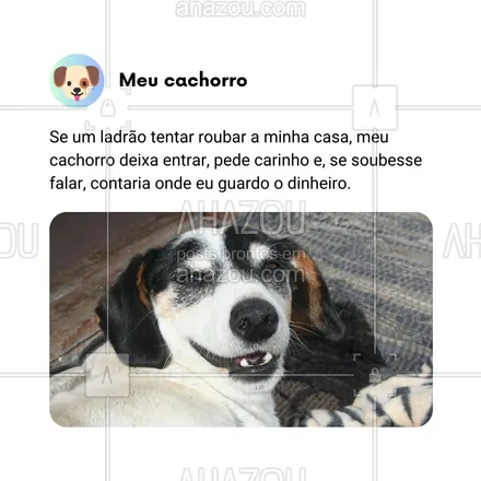 posts, legendas e frases de dog walker & petsitter, veterinário, petshop, assuntos variados de Pets para whatsapp, instagram e facebook: Se um ladrão tentar roubar minha casa, meu cachorro não só deixa entrar, como ainda pede carinho e, se pudesse falar, entregava até onde eu guardo o dinheiro! 🐕‍🦺🤣 Alguém mais tem um segurança desse tipo? 😂

#AhazouPet #CachorroTraíra #SegurançaZero #HumorCanino #VidaComCachorro #MelhorAmigoDoLadrão