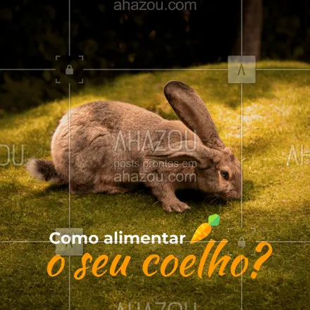 posts, legendas e frases de petshop para whatsapp, instagram e facebook: Para aquelas pessoas que criam um coelhinho de estimação, muitas vezes surgem algumas dúvidas de como devemos alimenta-los de forma correta e segura e, para isso, vamos ajudar com algumas dicas de alimentos. Vem com a gente conferir ?? ✅ Feno: esse item é essencial para o sistema digestivo do animal, e ajuda a regular o intestino do seu animalzinho ✅ Verduras: é recomendável que esses animais possam consumir um item desses por dia, sendo uma ótima opção para ser usada como uma forma de "prêmio" para agradar o seu peludinho ✅ Frutas: os coelhos podem consumir frutas, porém com moderação, devido ao seu alto teor de açúcar contido nesses alimentos #ALIMENTAÇÃO #COELHO #CUIDADOS #DICAS #AHAZOUPET #AhazouPet 