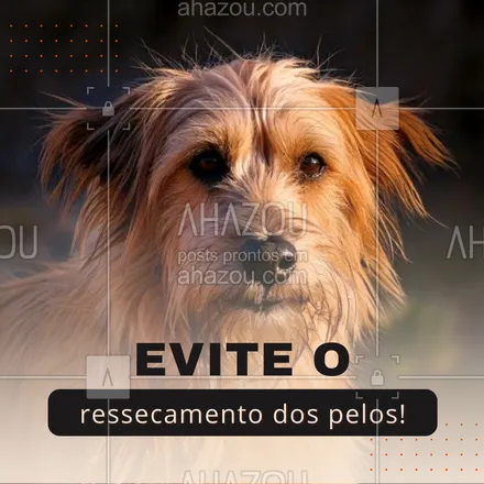 posts, legendas e frases de petshop para whatsapp, instagram e facebook: Água fresca e uma alimentação balanceada ajudam a manter os pelos macios e saudáveis. E, se notar alguma alteração, consulte o veterinário. A saúde começa de dentro para fora! 💧🍲 #SaúdePet #DicasDeCuidadosPet #CuidadoComOsPets #CuidadosComOsPelos #AhazouPet #dicas #cuidadoscomapele #cuidadoscomospets #petshop 