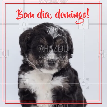 posts, legendas e frases de assuntos variados de Pets para whatsapp, instagram e facebook: Bom dia, alegria! Que tenhamos um dia repleto de sorrisos e carinhos. 
#pet #animals #ahazoupet #domingo
