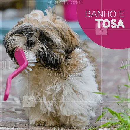 posts, legendas e frases de assuntos variados de Pets para whatsapp, instagram e facebook: Traga seu bichinho para um banho e tosa! #ahazou #banhoetosa #veterinario #cachorro