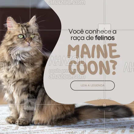 posts, legendas e frases de assuntos variados de Pets para whatsapp, instagram e facebook: Também conhecido como o Gato Gigante, os gatos da raça Maine Coon são enormes, chegando a pesar até 13kg e a um porte semelhante ao de um poodle médio. A coloração da pelagem pode variar, mas os pelos longos, principalmente na região do rabo, são sua marca registrada. Por ser um gato bem diferente e único,  existe a ração específica para Maine Coon. 😺 #AhazouPet #gatos #cats  #ilovepets  #petlovers  #petoftheday  #petsofinstagram #raçasdegatos #tiposdegatos #gatogigante #mainecoon