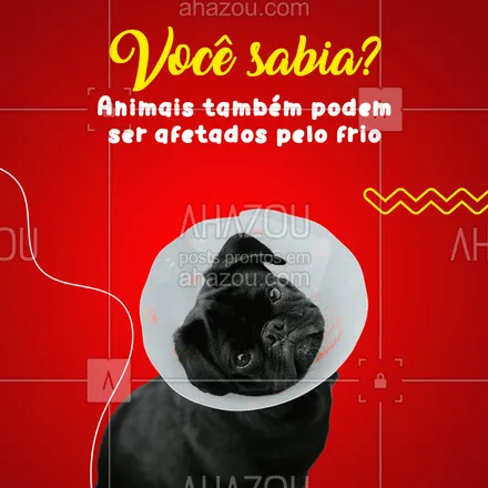 posts, legendas e frases de veterinário para whatsapp, instagram e facebook: Assim como nós, os nossos animais podem desenvolver doença respiratórias. A melhor forma de proteger nossos bichinhos de doenças é evitar levá-los para locais de risco, mantê-los saudáveis por meio de boas rações e deixar eles em locais aquecidos. Proteja seus animais, eles também são da família. #AhazouPet  #clinicaveterinaria  #medicinaveterinaria  #medvet  #petvet  #vet  #veterinaria  #veterinario  #vetpet 