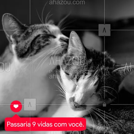 posts, legendas e frases de assuntos variados de Pets para whatsapp, instagram e facebook: Marque alguém! ❤️ #love #catlovers #amor #vida #life #ahazou #braziliangal #bandbeauty #pet #AhazouPet 