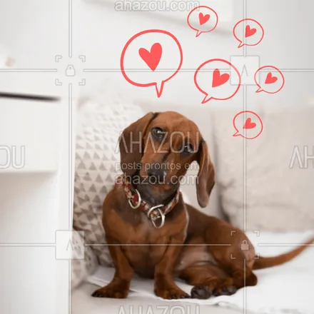posts, legendas e frases de assuntos variados de Pets para whatsapp, instagram e facebook: E Deus disse Ame o próximo
Os cachorros foram os primeiros a entender ❤️?
#pet #dog #amor #ahazou