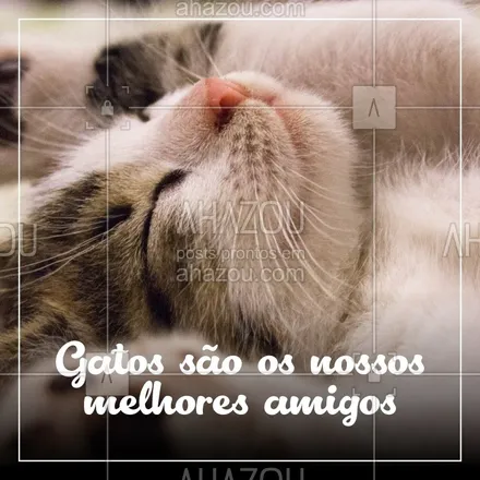 posts, legendas e frases de assuntos variados de Pets para whatsapp, instagram e facebook: Quer amigo melhor que o seu gatinho? Não existe, né?! #pet #ahazoupet #amigao #cat