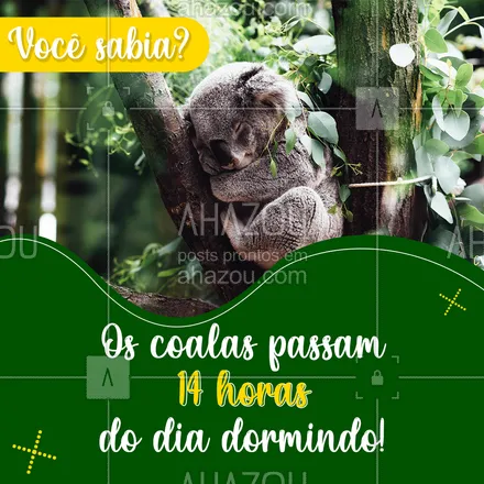 posts, legendas e frases de veterinário, assuntos variados de Pets para whatsapp, instagram e facebook:  É isso mesmo que você está lendo! Os coalas passam grande parte do dia dormindo, 14h, e mais 4h descansando! Isso devido a sua alimentação de folhas de eucalipto, que levam tempo para digerir e proporcionam pouca energia ao animal.
#coala #animal #curiosidades #vocesabia #AhazouPet  #petlovers #veterinaria #vet #veterinario