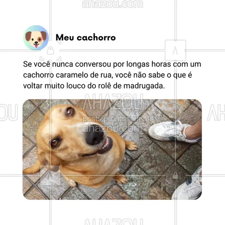 posts, legendas e frases de dog walker & petsitter, veterinário, petshop, assuntos variados de Pets para whatsapp, instagram e facebook: Se você nunca parou para bater aquele papo profundo com um cachorro caramelo na volta de um rolê, será que você realmente viveu a experiência completa? 🐕‍🦺😂 As melhores conversas de madrugada são sempre com eles, os filósofos das ruas! Quem aí já trocou ideia com um dog desses?

#AhazouPet #CachorroCaramelo #ConversasProfundas #RolêDeMadrugada #DogFilósofo #VidaDeCachorro