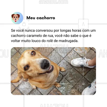 posts, legendas e frases de dog walker & petsitter, veterinário, petshop, assuntos variados de Pets para whatsapp, instagram e facebook: Se você nunca parou para bater aquele papo profundo com um cachorro caramelo na volta de um rolê, será que você realmente viveu a experiência completa? 🐕‍🦺😂 As melhores conversas de madrugada são sempre com eles, os filósofos das ruas! Quem aí já trocou ideia com um dog desses?

#AhazouPet #CachorroCaramelo #ConversasProfundas #RolêDeMadrugada #DogFilósofo #VidaDeCachorro