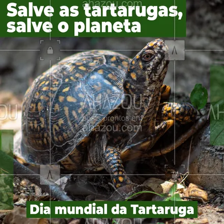 posts, legendas e frases de posts para todos para whatsapp, instagram e facebook: Ao salvar uma espécie, você ajuda a salvar a Terra. Faça a sua parte! ?? #tartaruga #diamundialdatartaruga #animais #Terra #ahazou 