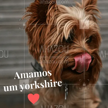 posts, legendas e frases de assuntos variados de Pets para whatsapp, instagram e facebook: Conta pra gente se você tem um yorkshire e ama ❤️️ #pet #cachorro #ahazou #yorkshire