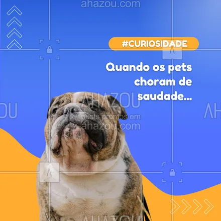 posts, legendas e frases de petshop para whatsapp, instagram e facebook: 🐶🐱 Cães e gatos sentem saudade, sim! Eles criam laços fortes com seus tutores e, quando estamos ausentes, podem demonstrar tristeza e ansiedade. Mas a boa notícia é que, quando voltamos, é só festa e carinho! ✨ #PetsAmam #ComportamentoAnimal #CuriosidadePet #AhazouPet #petshop 