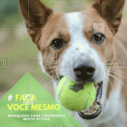 posts, legendas e frases de assuntos variados de Pets para whatsapp, instagram e facebook: O seu cachorro não para quieto? Tente uma brincadeira diferente para distraí-lo. Faça uma pequena incisão em uma bola de tênis e preencha-a com os snacks preferidos do seu pet. Durante a brincadeira, o cão estará mais preocupado com o conteúdo da bola, assim você terá mais tempo livre ? #dicaspet #ahazoupet #cachorro