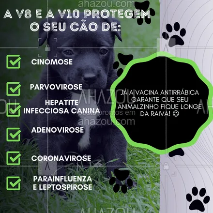 posts, legendas e frases de veterinário para whatsapp, instagram e facebook: A V8 e a V10 protegem o seu cão de: cinomose, parvovirose, hepatite infecciosa canina, adenovirose, coronavirose, parainfluenza e leptospirose. Já a vacina antirrábica garante que seu animalzinho fique longe da raiva! 😉
#vacinacaodepet #vacinacao #AhazouPet #clinicaveterinaria  #medicinaveterinaria  #medvet  #petvet  #veterinaria 
