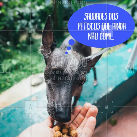 posts, legendas e frases de assuntos variados de Pets para whatsapp, instagram e facebook: Entrando no clima do Neymar ? #pet #ahazoupet #cachorro #pets #amocachorro