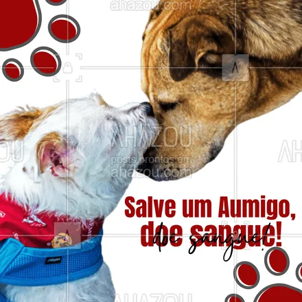 posts, legendas e frases de assuntos variados de Pets para whatsapp, instagram e facebook: Assim como em humanos, muitas doenças em cães e gatos pode levar à necessidade de transfusão de sangue. As situações mais comuns são: cirurgias, atropelamentos, doenças causadas pelo carrapato, doenças renais ou infecciosas. Ajude um aumigo, doe sangue! ??❤
#AhazouPet  #cats #dogsofinstagram #petlovers #petsofinstagram #ilovepets #petoftheday #dogs