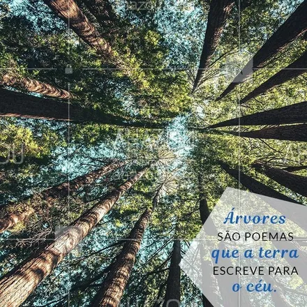 posts, legendas e frases de assuntos gerais de beleza & estética para whatsapp, instagram e facebook: Feliz dia da árvore! #diadaarvore #ahazou #flores #alegria #vida #AhazouBeauty 