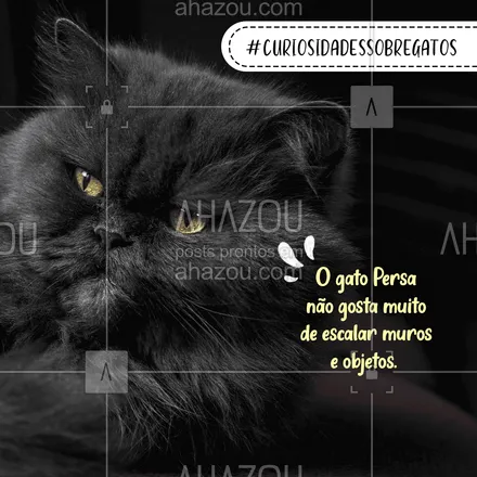 posts, legendas e frases de assuntos variados de Pets para whatsapp, instagram e facebook: O gato Persa, apesar de muito fofo, pode ser um pouco preguiçoso. Ele não gosta muito de brincadeiras agitadas e não costuma escalar as coisas, preferindo ficar no chão. Mas isso não tira o seu charme, ele é um gato carinhoso e tranquilo. E aí, deu até vontade ter um gatinho Persa, né? 🤗🐱 #curiosidadessobregatos #raçasdegatos #gatos #vocêsabia #persa #gatopersa #AhazouPet #ilovepets  #petlovers  #cats  #petoftheday 