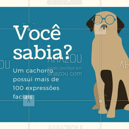 posts, legendas e frases de assuntos variados de Pets para whatsapp, instagram e facebook: Você sabia??? ?♥️ #dogs #expressaofacial #caes #ahazoupet #amocachorros #loucosporcachorros