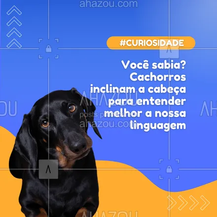 posts, legendas e frases de petshop para whatsapp, instagram e facebook: Inclinar a cabeça para o lado é um comportamento fofo e curioso dos cães, mas sabia que é também uma forma de entender melhor o que falamos? Essa atitude ajuda o cão a interpretar o som e reconhecer palavras familiares! 🐾❤️
#CuriosidadePet #ComportamentoCanino #AmorDeCachorro #AhazouPet #petshop 