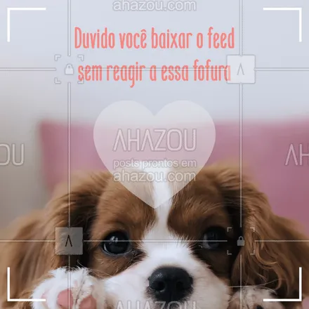 posts, legendas e frases de assuntos variados de Pets para whatsapp, instagram e facebook: Impossível resistir ❤️ #cachorro #ahazoupet #pets 