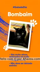 GATO BOMBAIM 🐱 características, cuidados e saúde! 🐾 