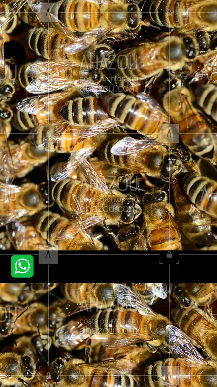 posts, legendas e frases de dedetizador para whatsapp, instagram e facebook: Pode ficar tranquilo, o controle das abelhas está a uma ligação de distância! Entre em contato! #dedetizadora #dedetizaçao #dedetizador #AhazouServiços #infestaçao #pragas #insetos #intrusos #desinfecção #AhazouServiços 