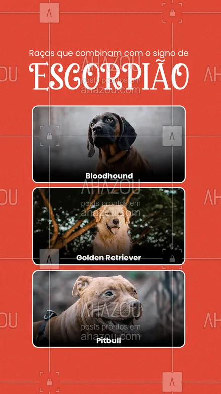 posts, legendas e frases de assuntos variados de Pets para whatsapp, instagram e facebook: Quem é do signo de escorpião é uma pessoa intensa, corajosa e apaixonada, por isso é preciso de cães com as mesmas características para ser um companheiro e tanto ? #AhazouPet #bloodhound #goldenretriever #pitbull #cachorros #signos #signodeescorpião #escorpião 