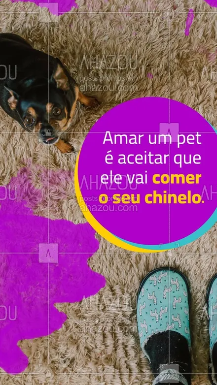 posts, legendas e frases de petshop para whatsapp, instagram e facebook: Todo mundo sabe que a comida favorita do seu pet é o seu chinelo. #AhazouPet #petshop #pets #chinelo #engraçado