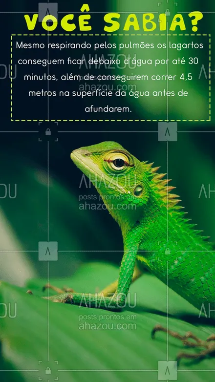posts, legendas e frases de assuntos variados de Pets para whatsapp, instagram e facebook: Os lagartos geralmente são encontrados nas florestas da América Latina e são bons nadadores. ? #AhazouPet #lagartos #répteis #curiosidade #mundoanimal