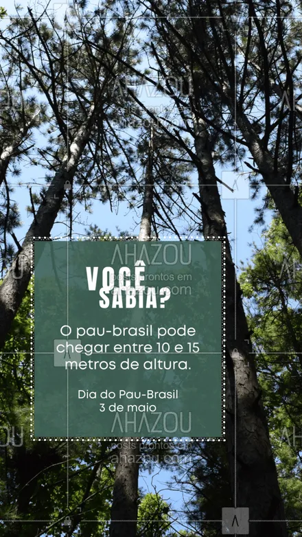 posts, legendas e frases de ensino particular & preparatório para whatsapp, instagram e facebook: O pau-brasil, espécie nativa do nosso país, possui um tronco fino, reto e com uma coloração cinza-escura. A árvore dá lindas flores amarelas e um extrato que pode originar uma tinta vermelha. E aí, você já sabia dessas curiosidades sobre o pau-brasil?🤔🌳 #diadopaubrasil #paubrasil #brasil #espéciebrasileira #árvore #AhazouEdu #educação 