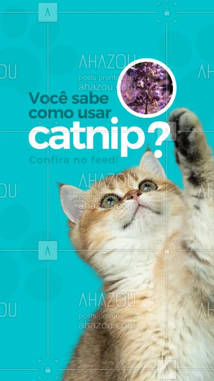 posts, legendas e frases de veterinário, petshop para whatsapp, instagram e facebook: O catnip traz muitos benefícios par ao felino, como: ajudar a se acalmar, estimular seus instintos, entre outros. Hoje, vamos te a ajudar a incentivar a usar o catnip com o seu gatinho:

- Em brinquedos, hoje existem muitos brinquedos em que você pode armazenar a erva;
- Em arranhadores, assim os pets param de arranhar outros móveis.
- Em almofadas, para que ele possa descansar e relaxar.

E aí, seu gatinho aprova o catnip?

#ervadogato #AhazouPet #gato #cat