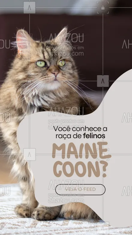 posts, legendas e frases de assuntos variados de Pets para whatsapp, instagram e facebook: Também conhecido como o Gato Gigante, os gatos da raça Maine Coon são enormes, chegando a pesar até 13kg e a um porte semelhante ao de um poodle médio. A coloração da pelagem pode variar, mas os pelos longos, principalmente na região do rabo, são sua marca registrada. Por ser um gato bem diferente e único,  existe a ração específica para Maine Coon. 😺 #AhazouPet #gatos #cats  #ilovepets  #petlovers  #petoftheday  #petsofinstagram #raçasdegatos #tiposdegatos #gatogigante #mainecoon