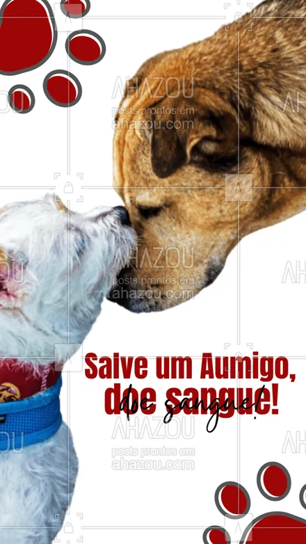 posts, legendas e frases de assuntos variados de Pets para whatsapp, instagram e facebook: Assim como em humanos, muitas doenças em cães e gatos pode levar à necessidade de transfusão de sangue. As situações mais comuns são: cirurgias, atropelamentos, doenças causadas pelo carrapato, doenças renais ou infecciosas. Ajude um aumigo, doe sangue! ??❤
#AhazouPet  #cats #dogsofinstagram #petlovers #petsofinstagram #ilovepets #petoftheday #dogs